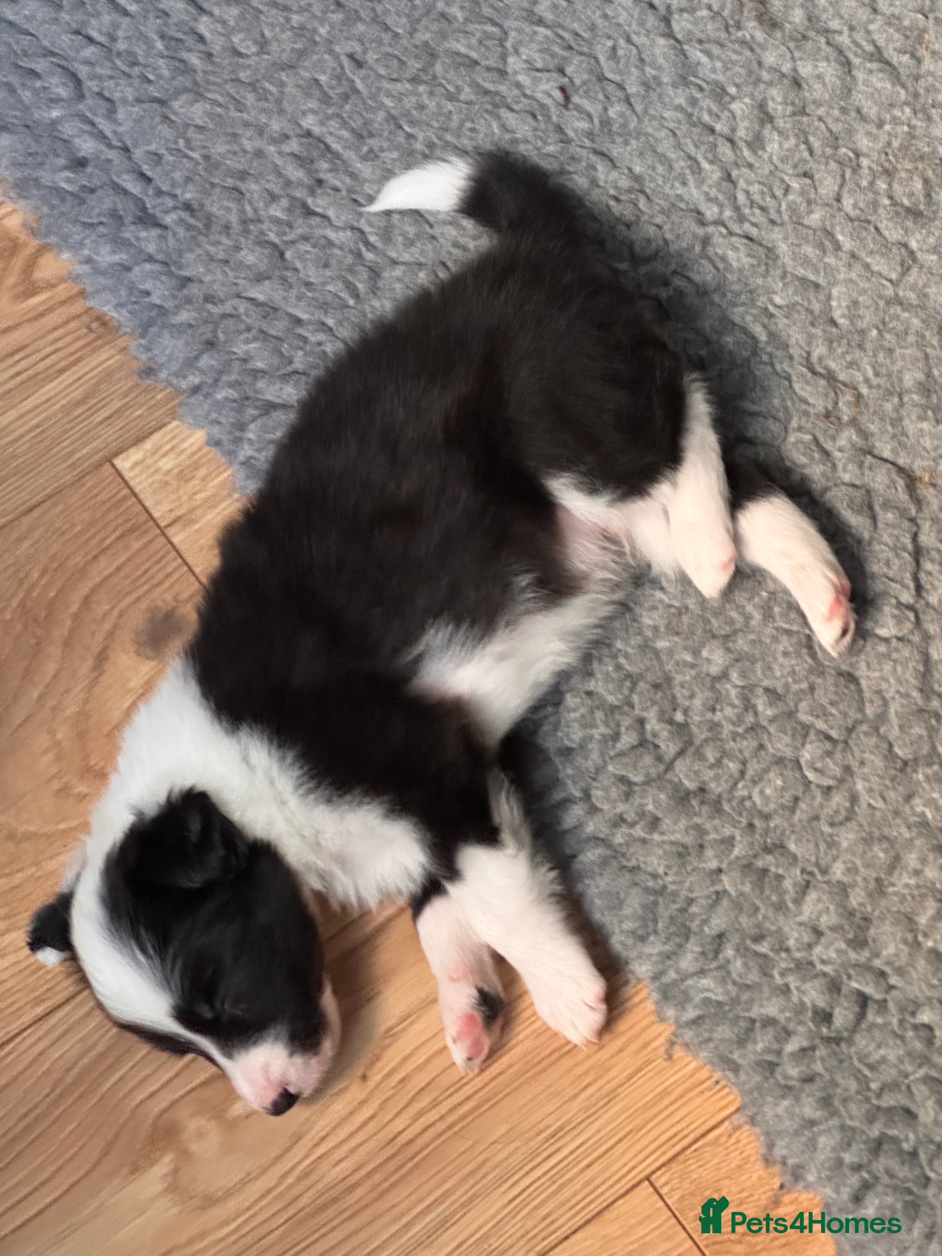 Border Collie dogs Fluffy male purebred border collie puppies  - Advert 2