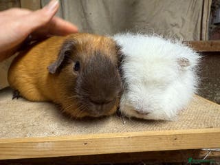 Guinea Pig rodents Pure bred California & Swiss guineapigs - Advert 2