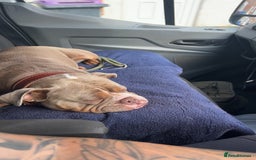 Mixed Breed dogs for sale: English bulldogs  - Advert 33