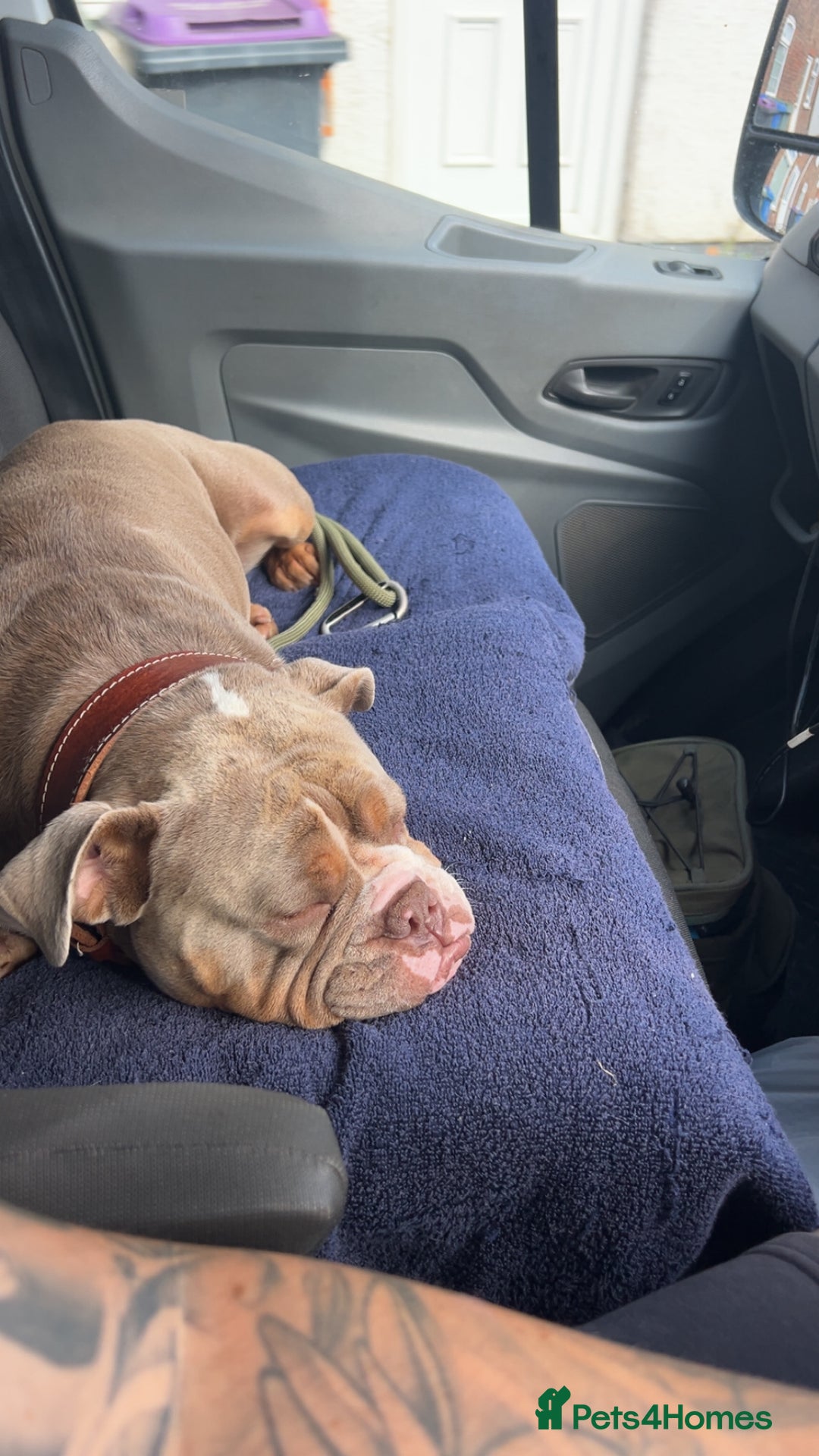 Mixed Breed dogs for sale: English bulldogs  - Advert 33