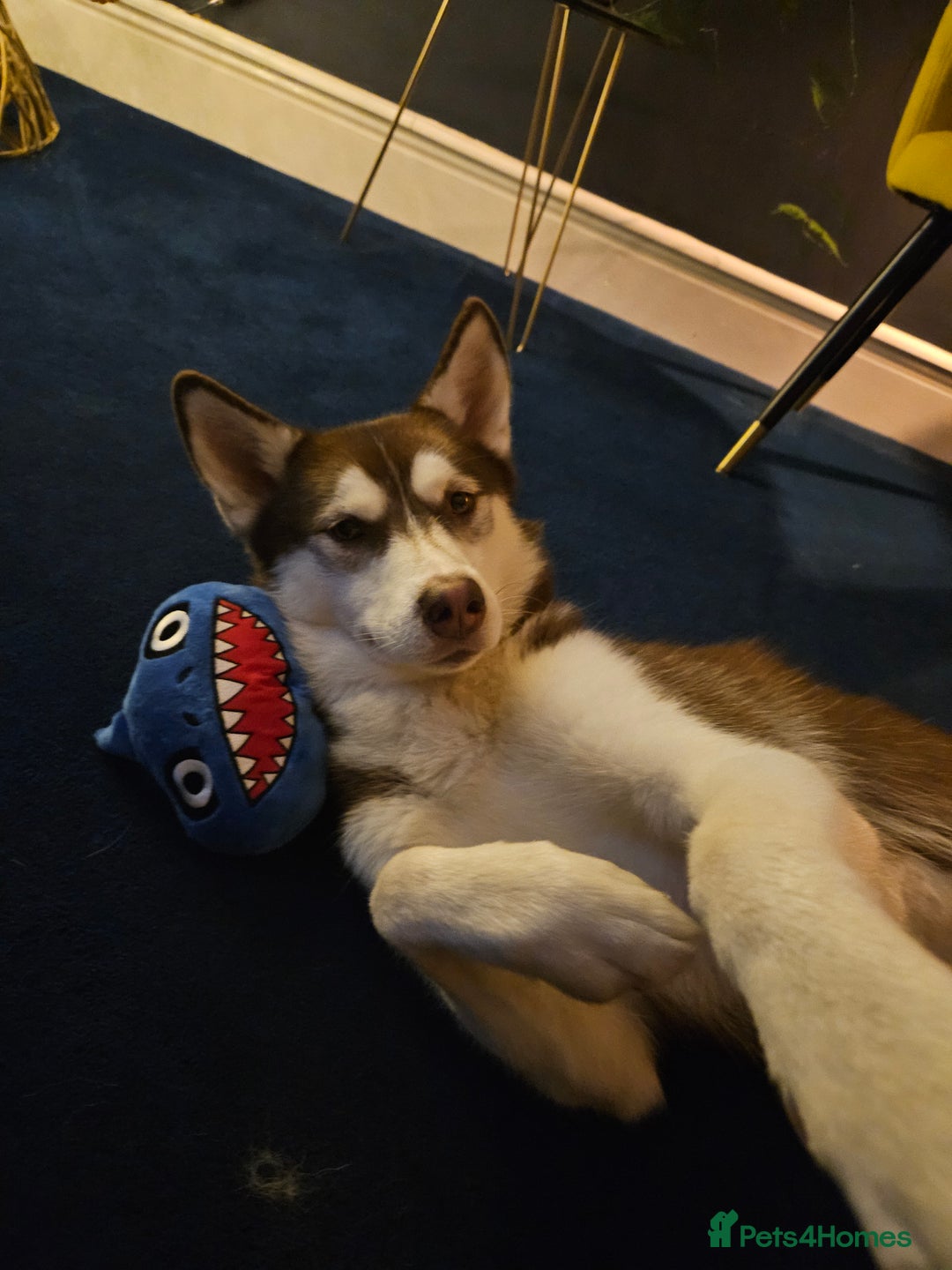 Siberian Husky dogs for sale: Husky female rehoming  - Advert 2