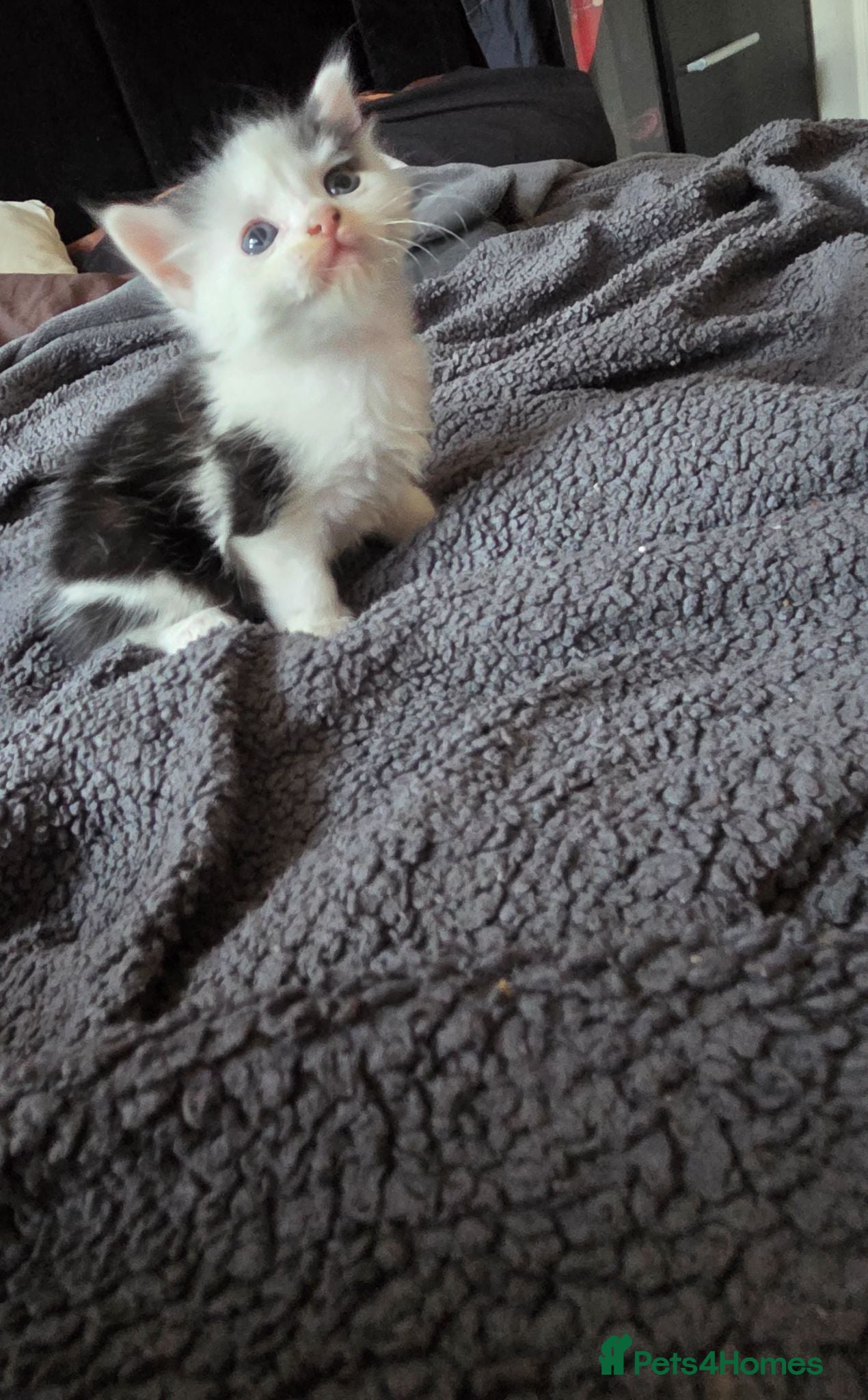 Mixed Breed cats long-haired kittens are looking for loving home  - Advert 1