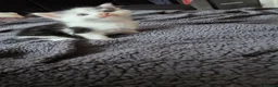 Mixed Breed cats for sale: Cute kittens are looking for a loving home  - Advert 14