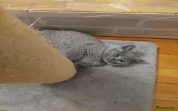 British Shorthair cats for sale: Pedigree British short hair kittens for sale  - Image 4