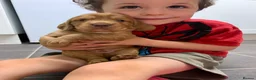 Cocker Spaniel dogs for sale: Golden cocker spaniel pups  - Advert 11
