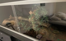 Corn Snake reptiles for sale: 2 year old male corn snake  - Image 4