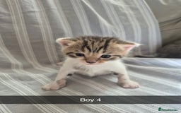 Mixed Breed cats for sale: 6 Short-Hair Kittens For Sale - Image 5