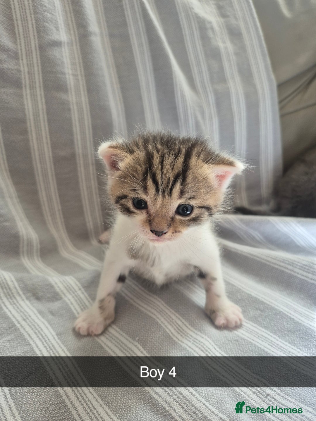 Mixed Breed cats for sale: 6 Short-Hair Kittens For Sale - Image 5