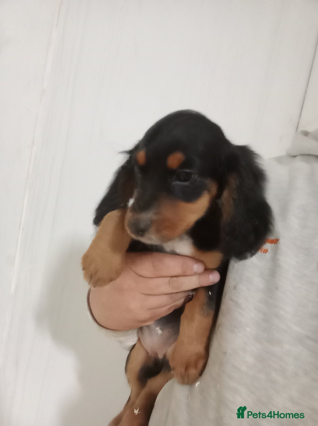 Cocker Spaniel dogs for sale: Kc reg working Cocker spaniels  born 13th July  - Image 2