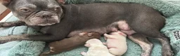 French Bulldog dogs for sale: 2 French bull dog puppies  - Advert 2