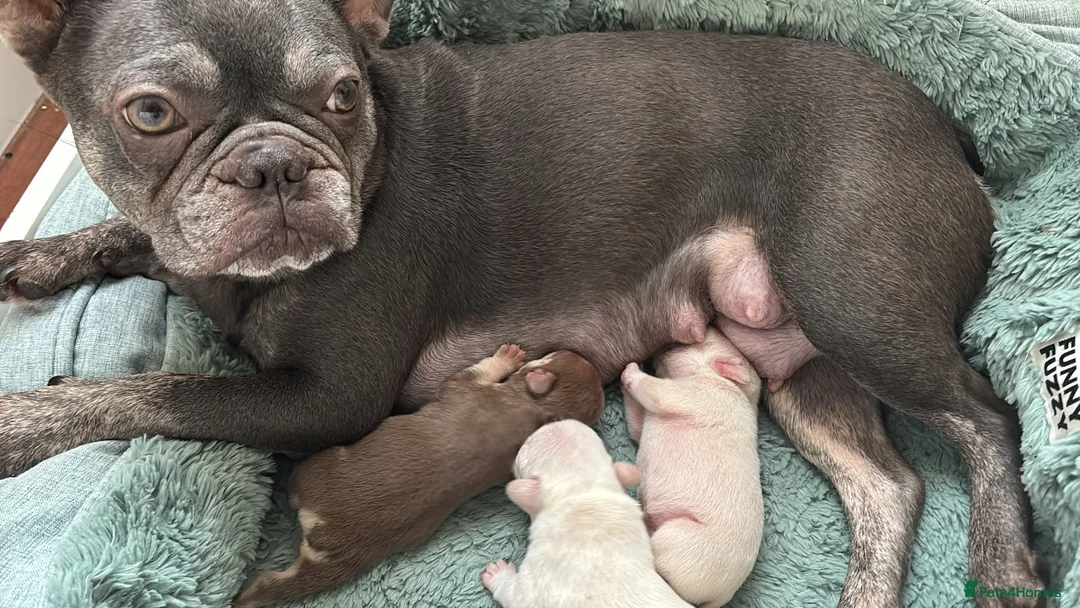 French Bulldog dogs for sale: 2 French bull dog puppies  - Advert 2