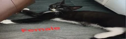 Mixed Breed cats for sale: 6 Crazy, curious, loving kittens - Advert 3