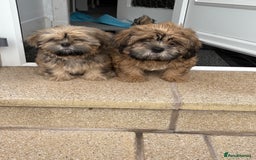 Zuchon dogs for sale: Two beautiful girl Zuchon pups - Image 1