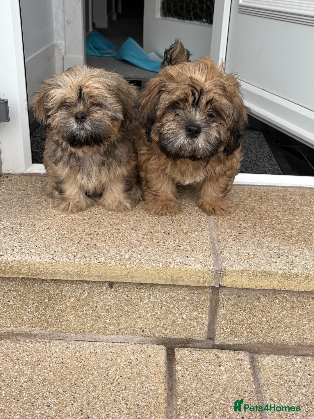 Zuchon dogs for sale: Two beautiful girl Zuchon pups - Image 1