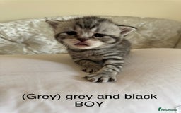 Scottish Fold cats for sale: Scottish fold/ Scottish striaght BSH kittens  - Image 25