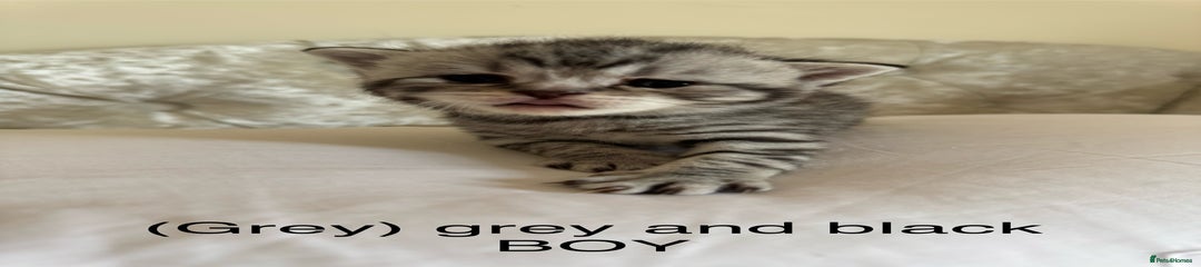 Scottish Fold Kitten 3