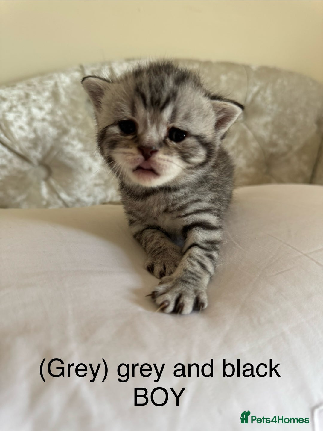 Scottish Fold cats for sale: Scottish fold/ Scottish striaght BSH kittens  - Image 25