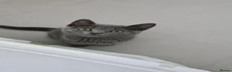 Mixed Breed cats for sale: Stunning wee grey female kitten - Advert 3