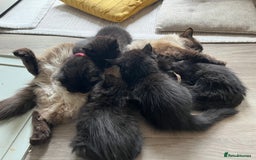Mixed Breed cats for sale: ✨ The Midnight Magic – Ready to Steal Your Heart  - Image 2