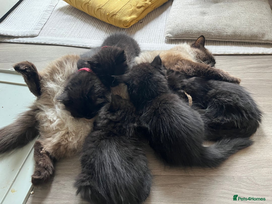 Mixed Breed cats for sale: ✨ The Midnight Magic – Ready to Steal Your Heart  - Image 2