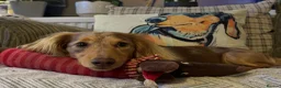 Dachshund dogs for stud: Long haired chocolate dapple dachshund for stud  in Gosport - Advert 10