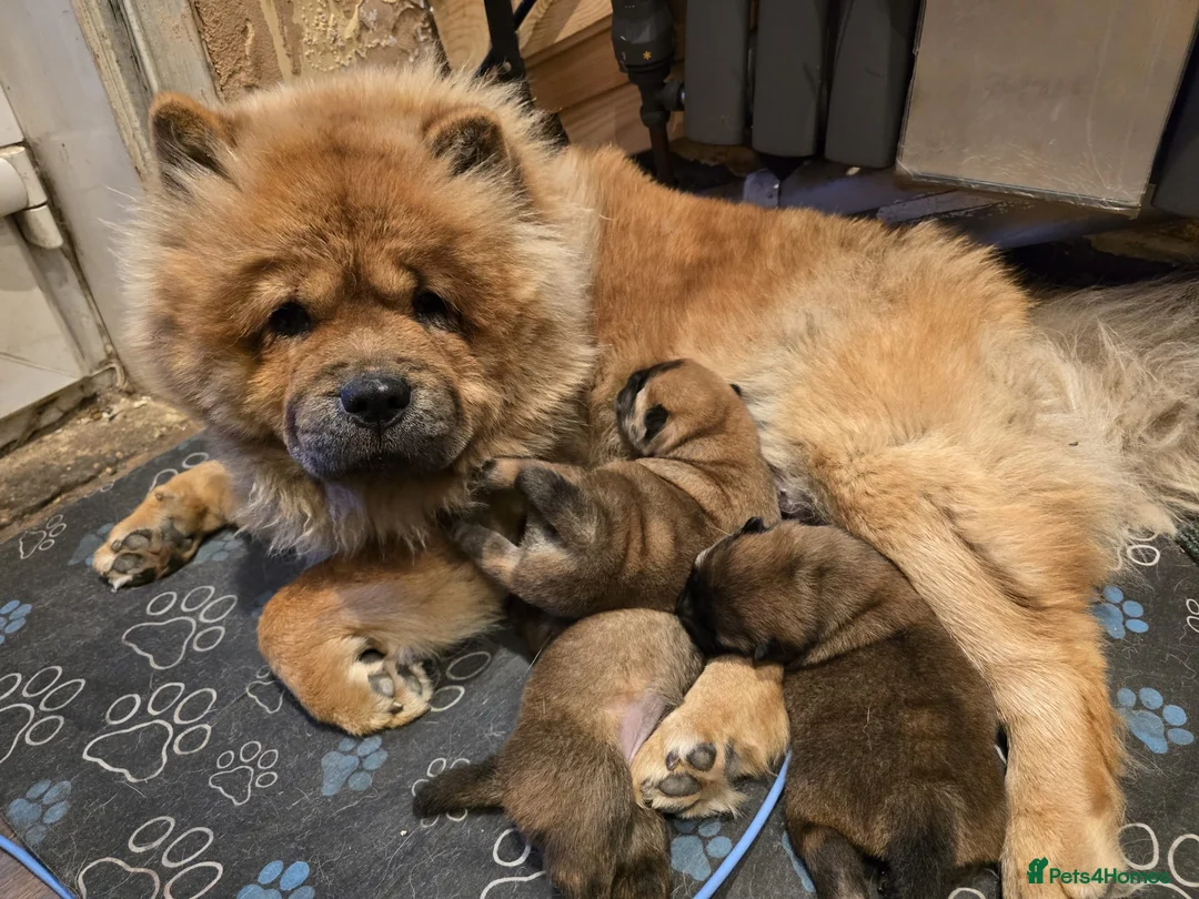 Chow Chow dogs for sale: Chow chow - Advert 28