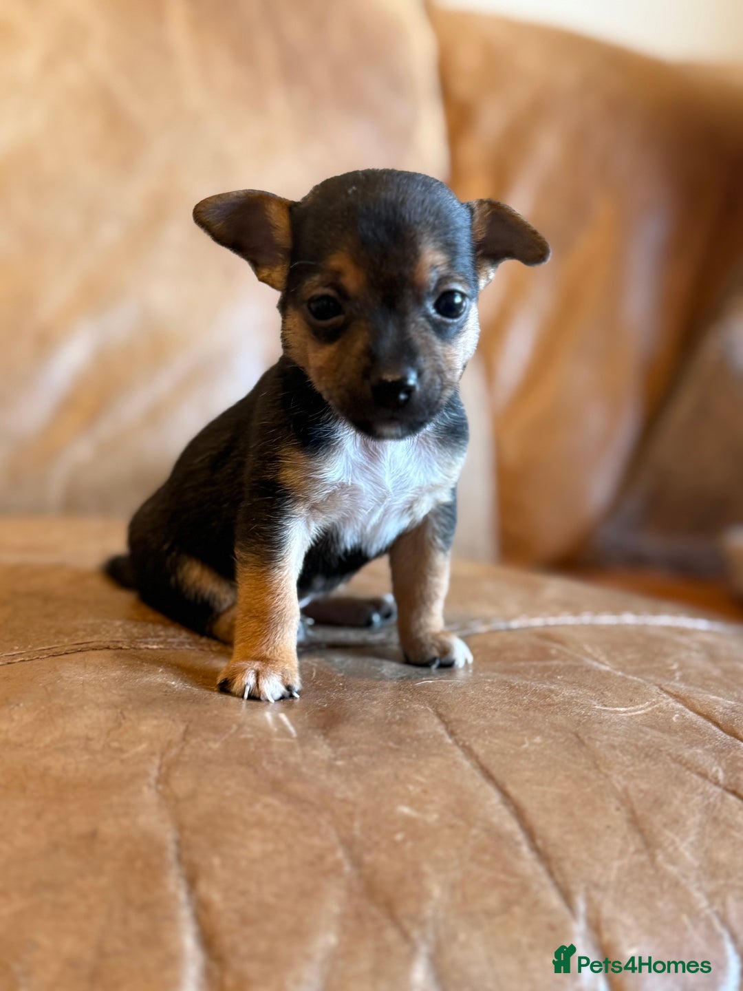 Jack Russell dogs for sale: Mini Jack Russell Terrier puppies  - Advert 5