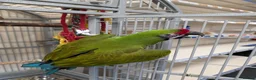 Macaws birds for sale: Hand reared military macaw super tame in Chorley - Advert 2