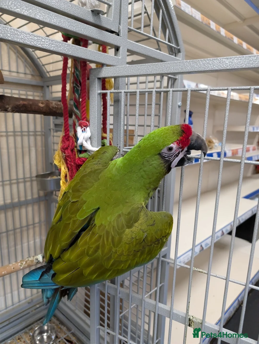 Macaws birds for sale: Hand reared military macaw super tame in Chorley - Advert 2