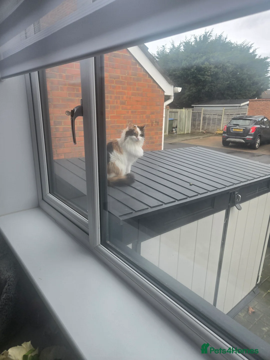 Mixed Breed cats for sale: mother and daughter  - Advert 5