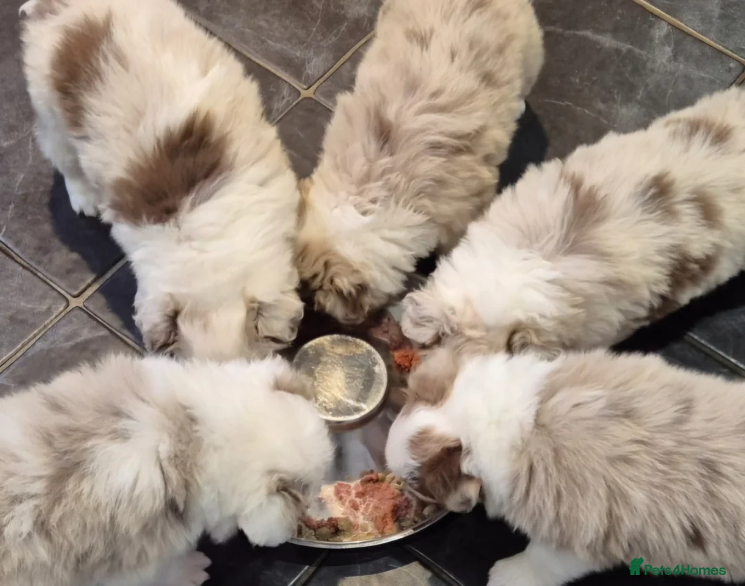 Border Collie dogs for sale: 🐾 Thanks for all enquiries all pups now sold 🐾 - Advert 36