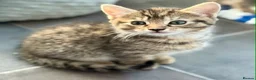 Bengal cats for sale: Beautiful kittens 🐈‍⬛  - Advert 20