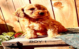 Cockapoo dogs for sale: Quality F1 Cockapoo Puppies  - Image 15