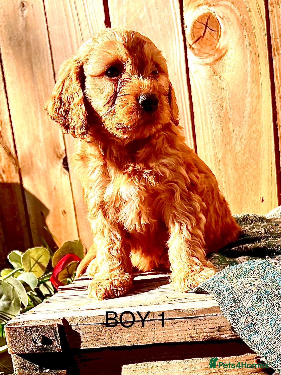Cockapoo dogs for sale: Quality F1 Cockapoo Puppies  - Image 15