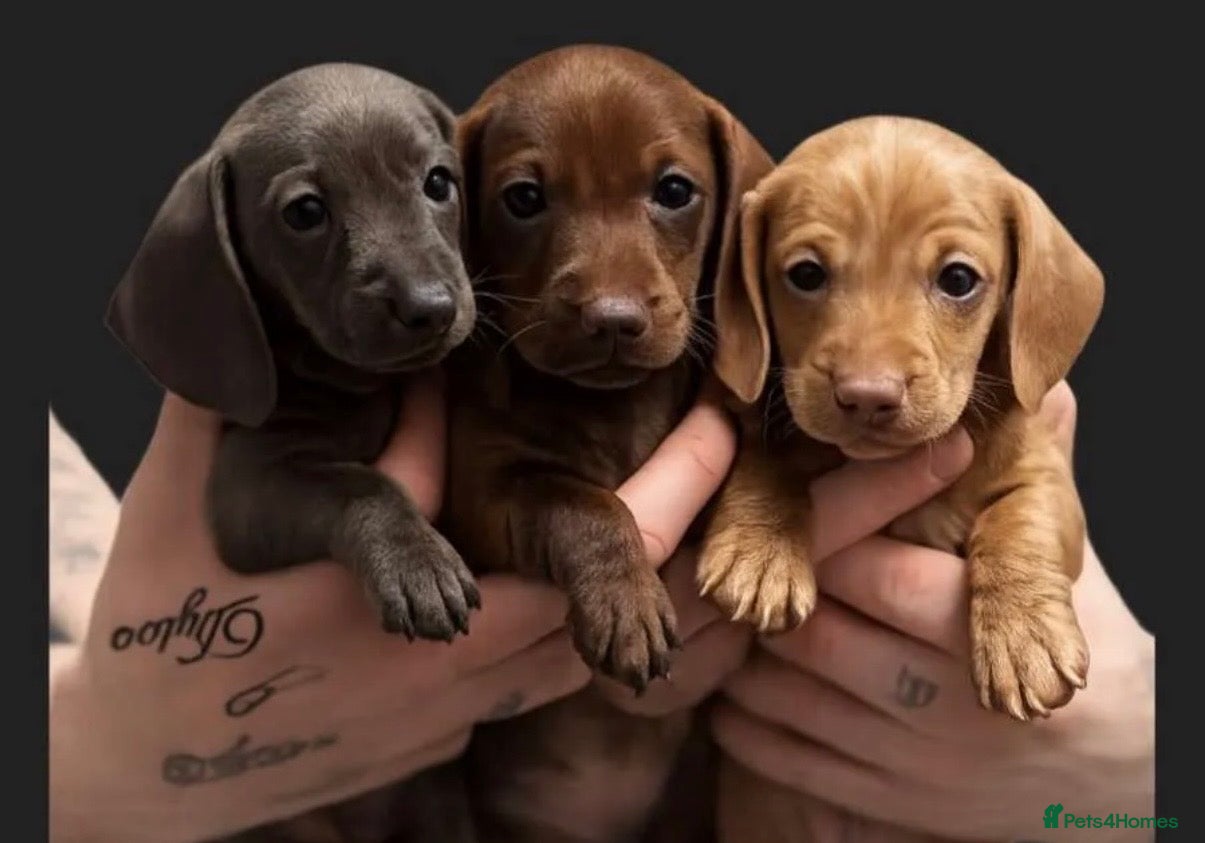 Miniature Dachshund dogs Miniature dachshund  - Advert 6