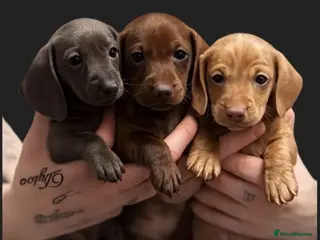 Miniature Dachshund dogs Miniature dachshund - Advert 6