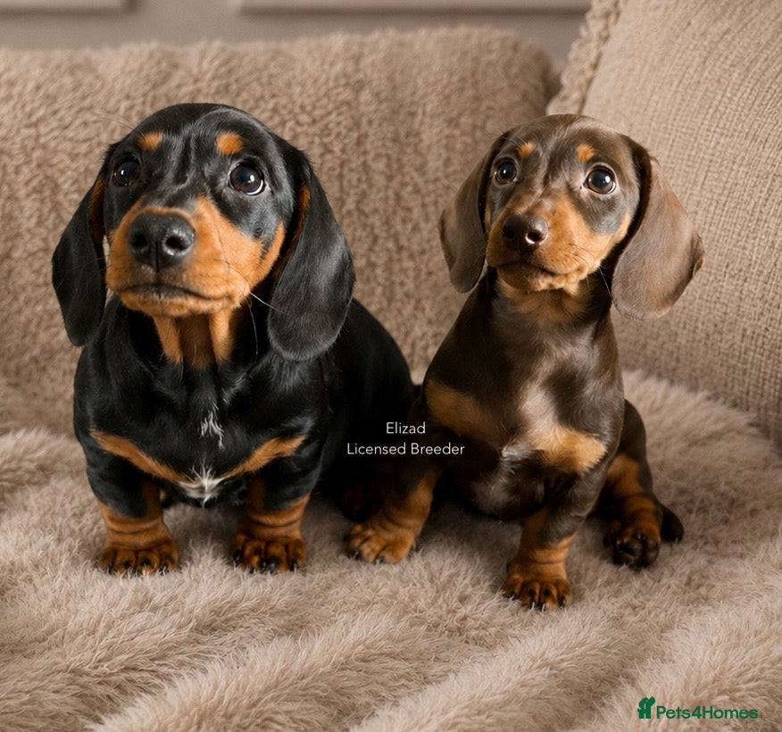Miniature Dachshund dogs READY NOW! 2 BOYS Licensed, kc/pra clear  - Advert 6