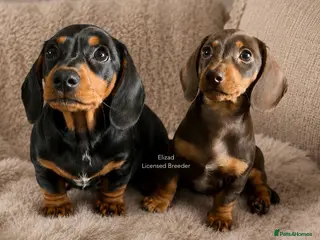 Miniature Dachshund dogs READY NOW! 2 BOYS Licensed, kc/pra clear - Advert 5