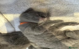 Russian Blue cats for sale: Kittens looking for a forever home  - Advert 5