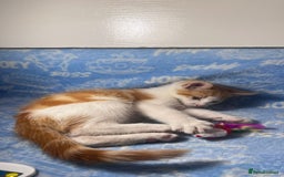 Mixed Breed cats for sale: 3 Lovely Kittens - Image 10