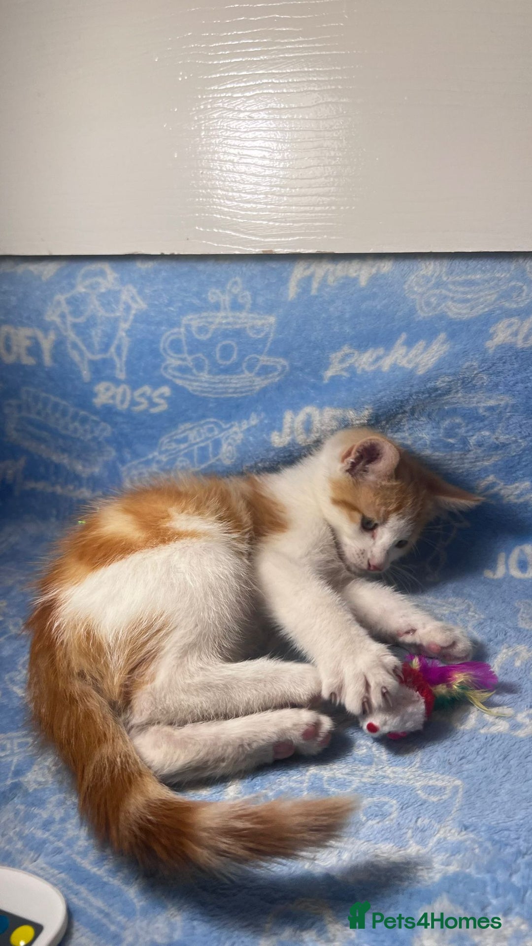 Mixed Breed cats for sale: 3 Lovely Kittens - Image 10