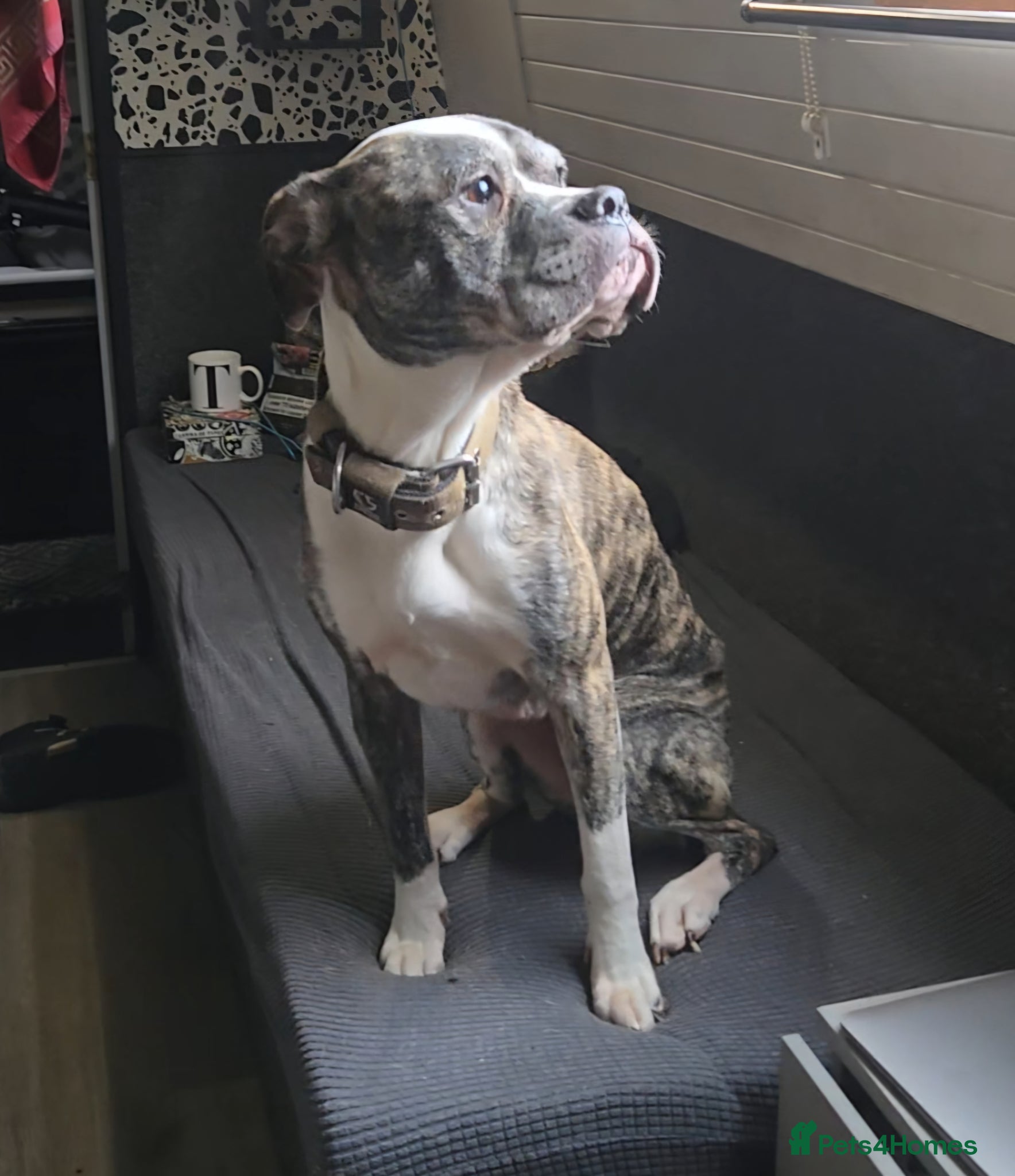 Mixed Breed dogs Penny - Advert 2