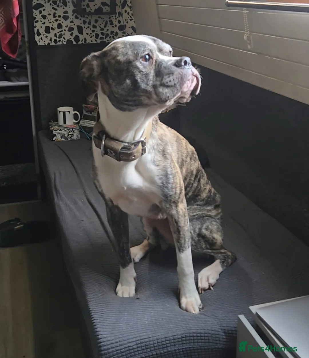 Mixed Breed dogs for sale: Penny - Advert 1