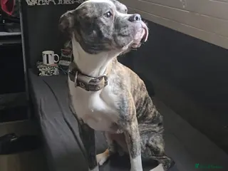 Mixed Breed dogs Penny - Advert 2