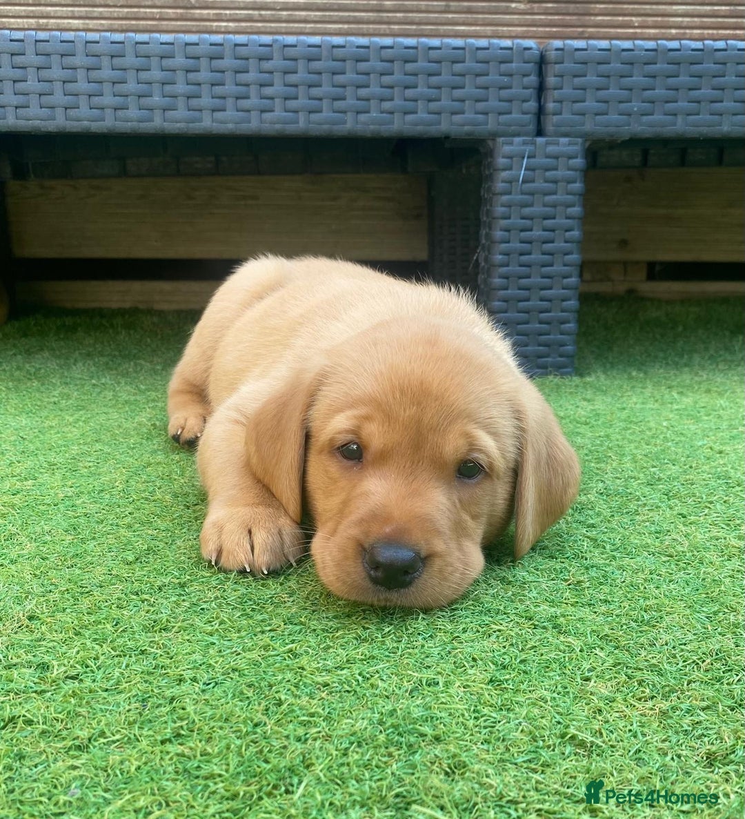 Labrador Retriever dogs for sale: Labrador Retriever Fox Red KC Registered  - Image 12