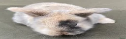 Mini Lop rabbits for sale: STUNNING PURE BRED MINI LOPS MUST SEE - Advert 5