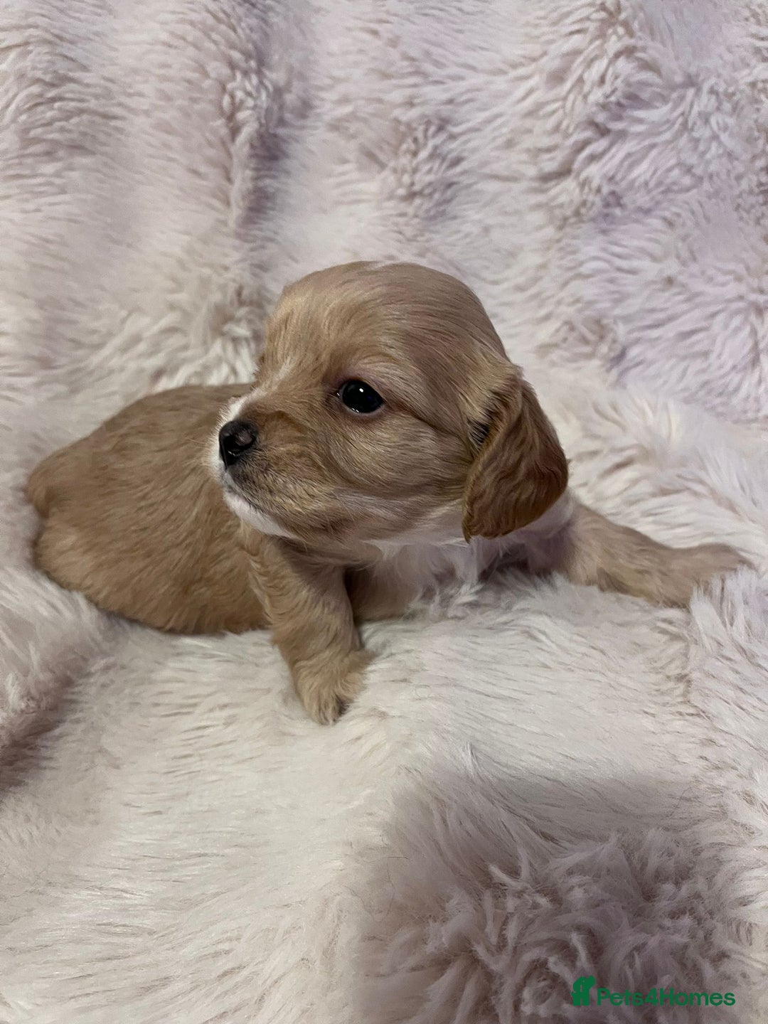 Cavapoo dogs for sale: Beautiful F1B REVERSE Cavapoos - Advert 9