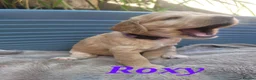 Cocker Spaniel dogs for sale: Beautiful golden working cocker spaniel puppies  - Advert 28