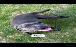 Staffordshire Bull Terrier dogs for sale: Blue Staffordshire bull terrier  - Image 22