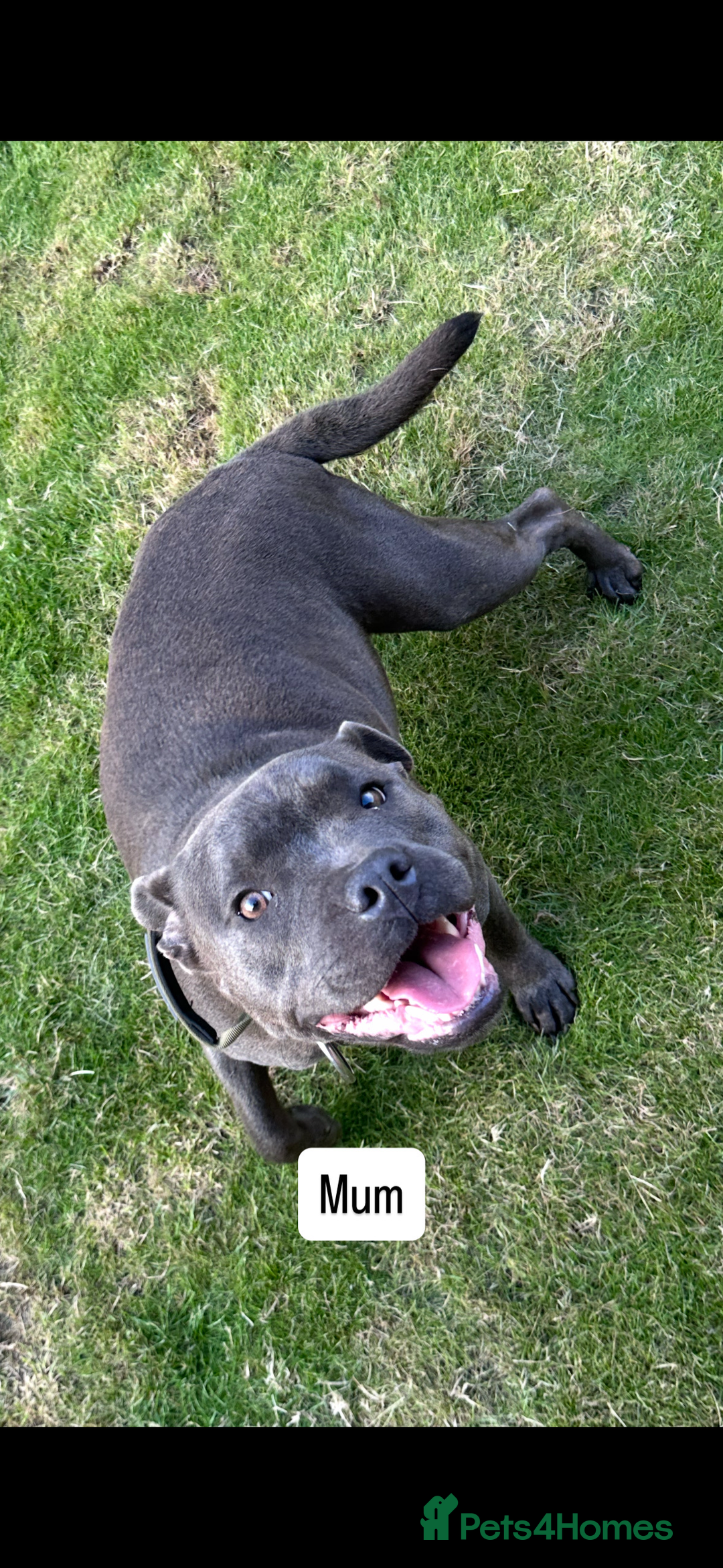 Staffordshire Bull Terrier dogs for sale: Blue Staffordshire bull terrier  - Image 22